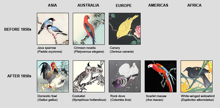 Popular Foreign Birds